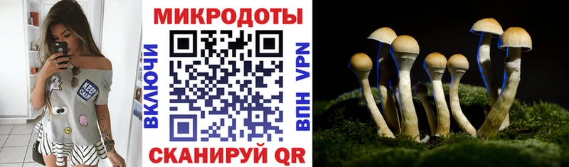 Купить  Олёкминск  Псилоцибиновые грибы Psilocybe 